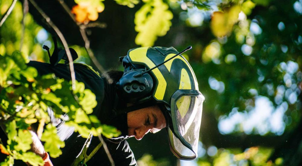 Nahaufnahme Baumkletterer bei Sicherung - Baumpflege Berlin - Brandenburg