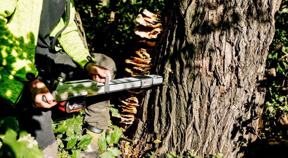 Baumkontrolle Berlin Brandenburg mit modernen Prüfgerät