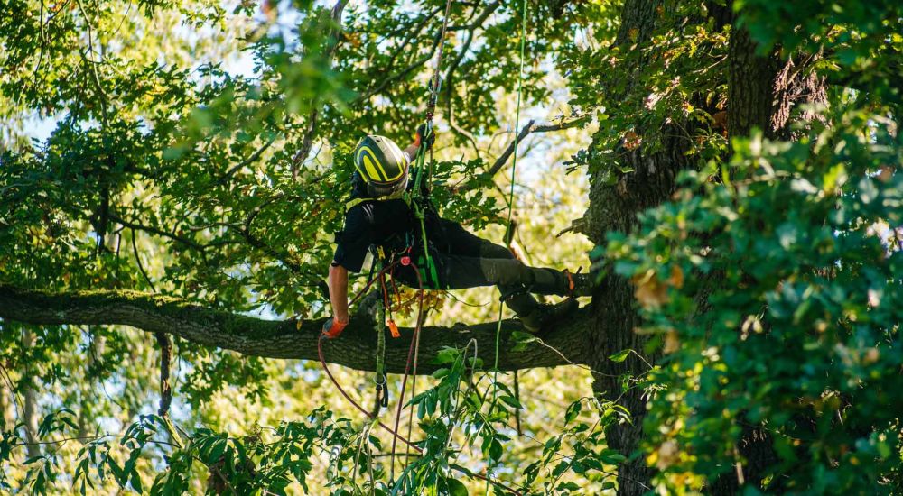 Baumkletterer während Abseilvorang im Baum