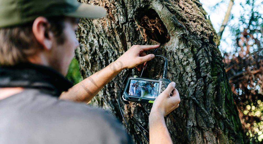 Baumkontrolleur prüft Baumrunde mit moderner Endoskopkamera
