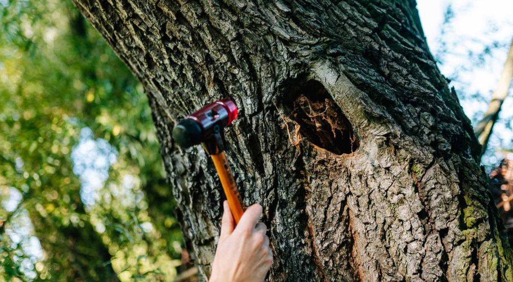 Baumkontrolle mit Hammer zum Testen
