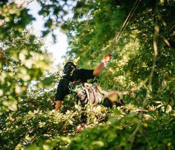 gesicherter Kletterer im Baum - Baumpflege Berlin Brandenburg