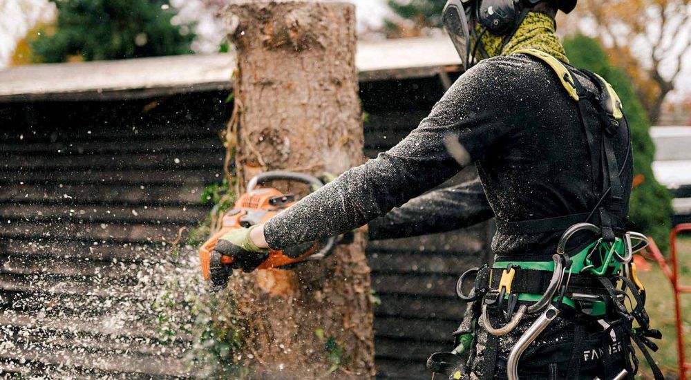 Klettertechnik Baumfällung Berlin Brandenburg