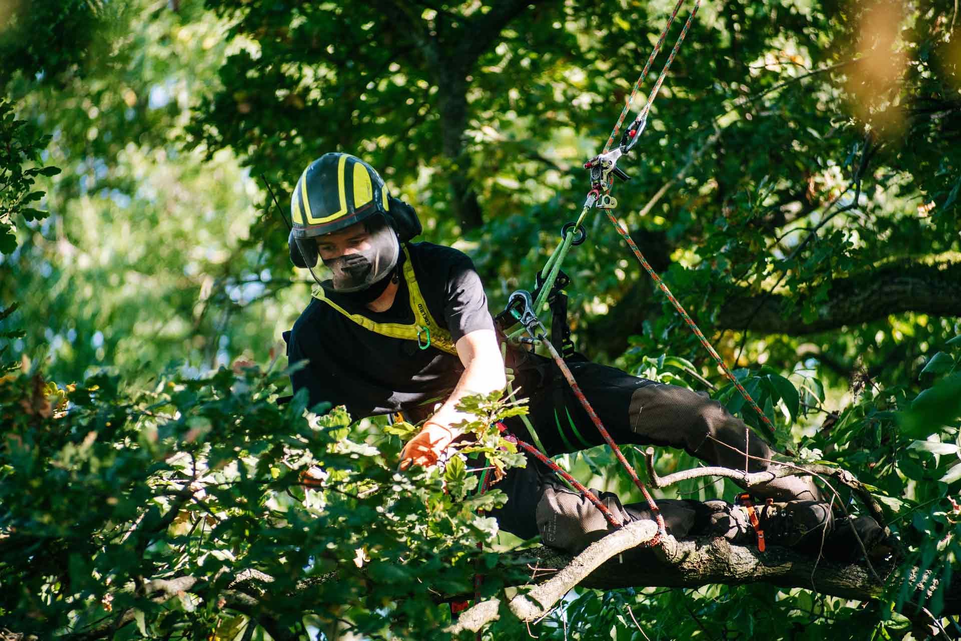 Baumpflege Berlin Brandenburg - Mitarbeiter in Baumkrone