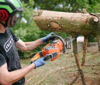 Gefälltes Baumstück wird mit Kettensäge geschnitten