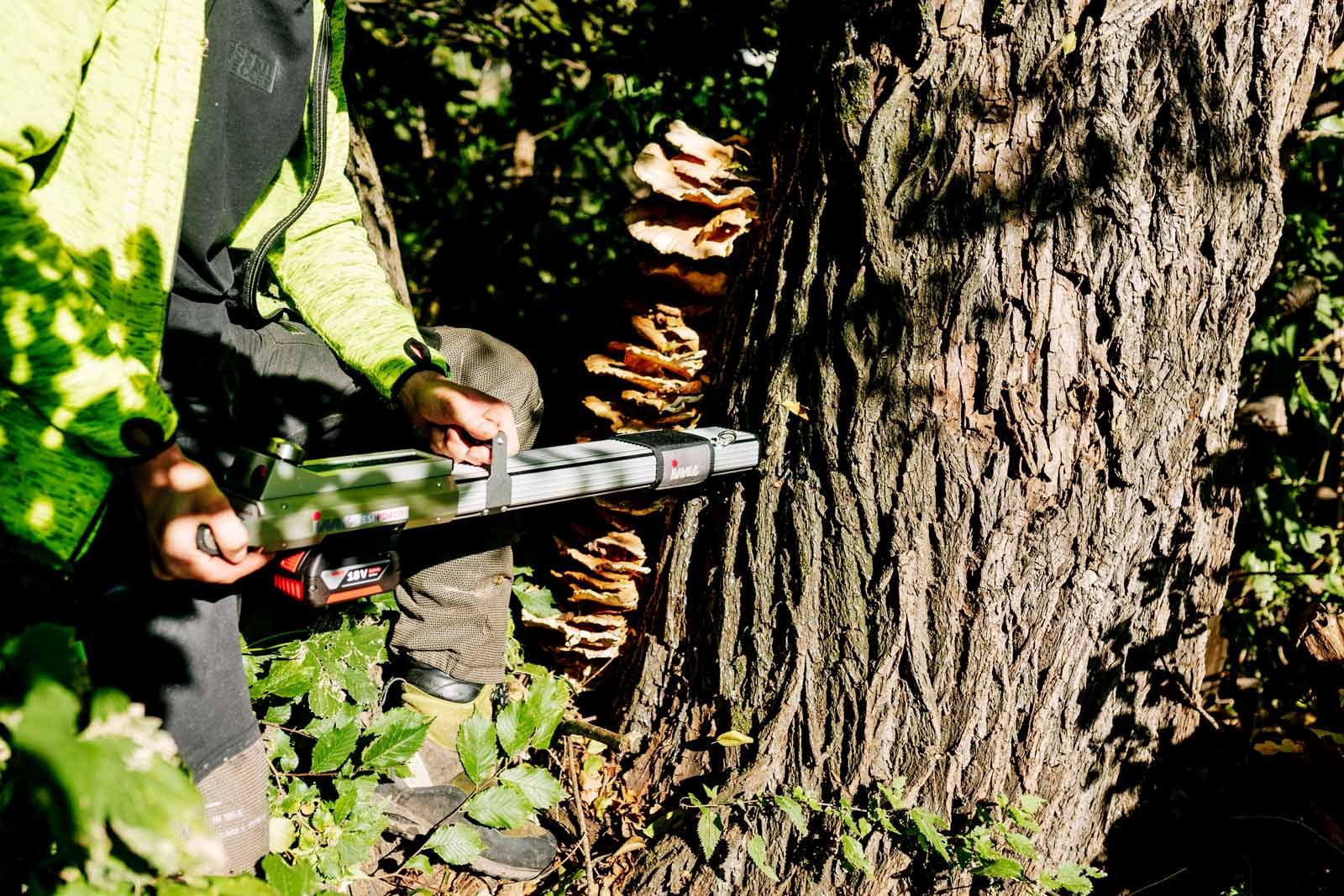 Mitarbeiter mit Bohrwiderstandsmesser am Baumstamm