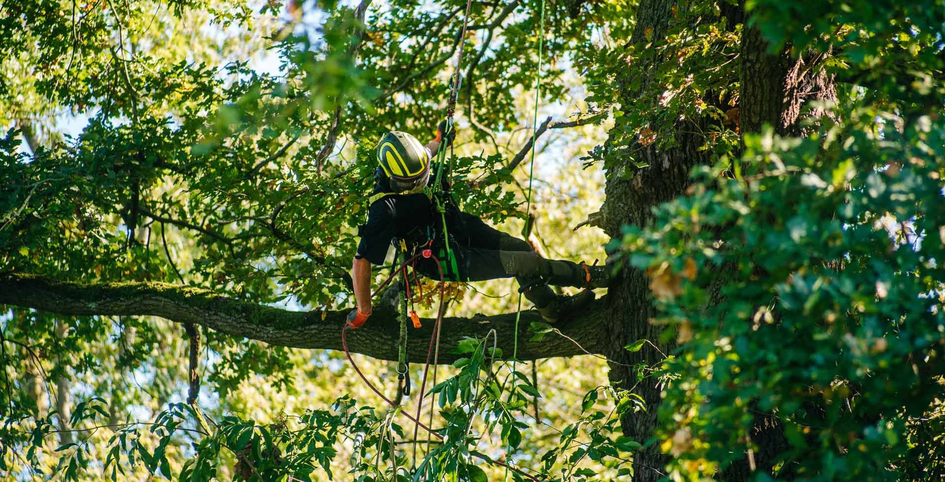 Baumkletterer seilt sich im Baum ab - Baumpflege Berlin Brandenburg